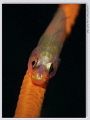   Goby fish  